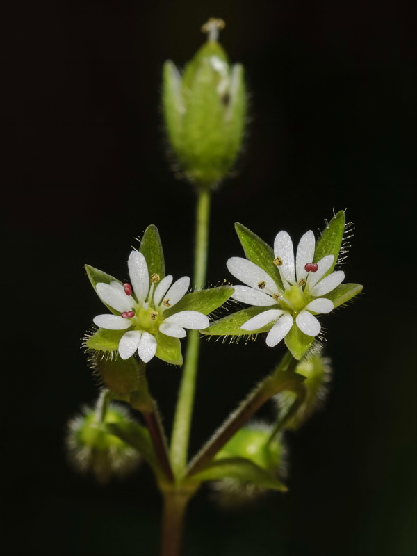 Stellaria pallida.08