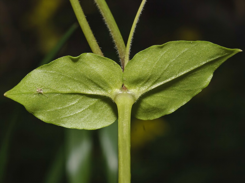 Stellaria pallida.09