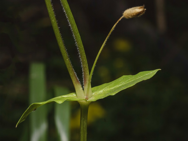 Stellaria pallida.10