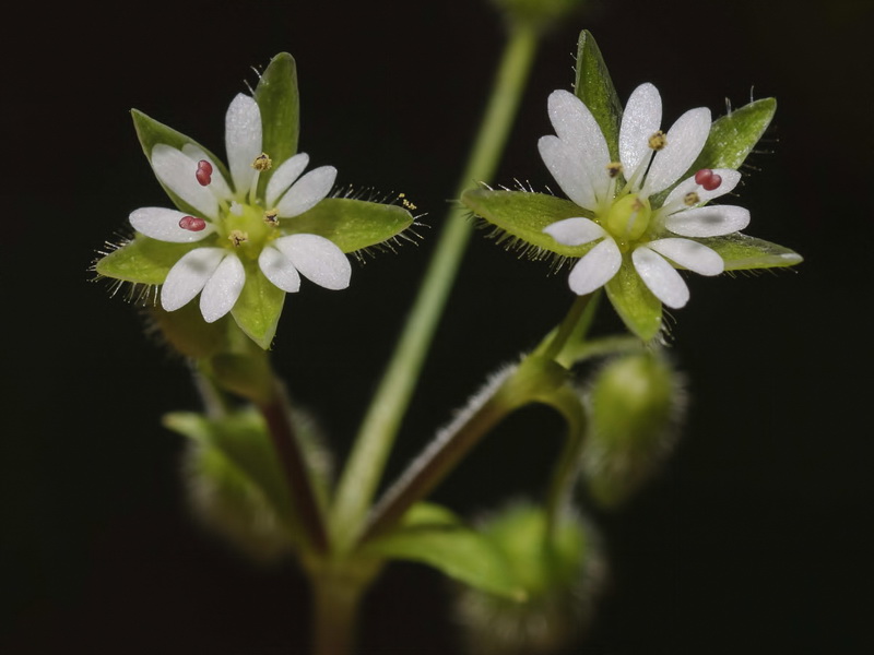 Stellaria pallida.11