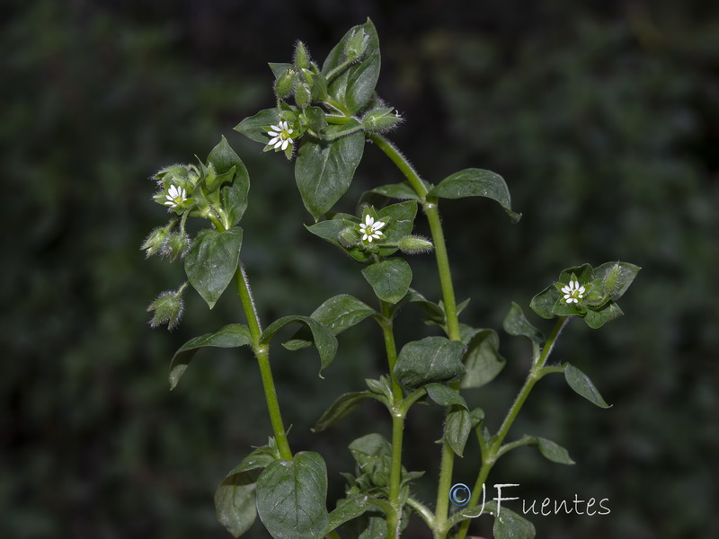 Stellaria ruderalis.01