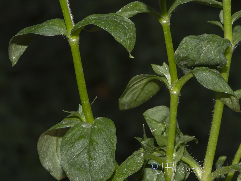 Stellaria ruderalis.02