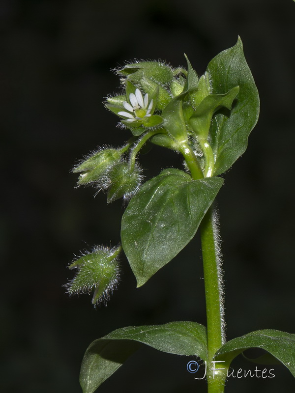 Stellaria ruderalis.03