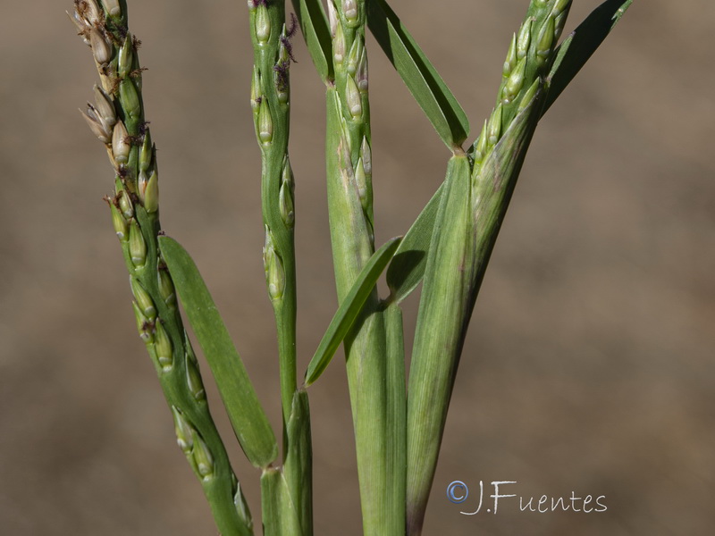 Stenotaphrum secundatum.08