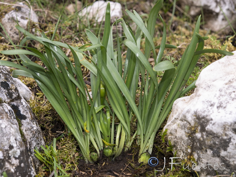 Sternbergia colchiciflora.05