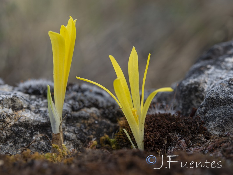 Sternbergia colchiciflora.01