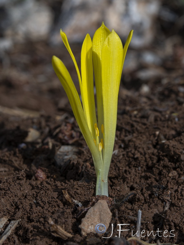 Sternbergia colchiciflora.04