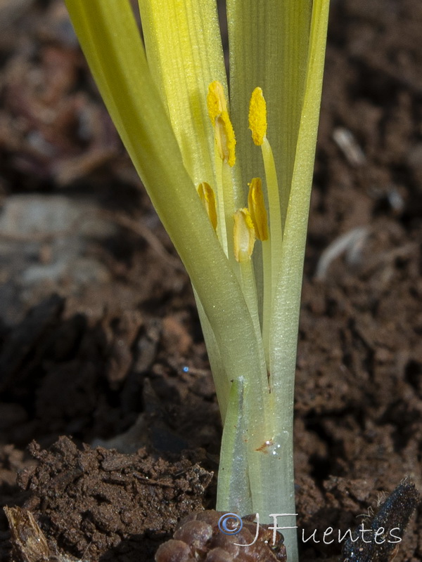 Sternbergia colchiciflora.03
