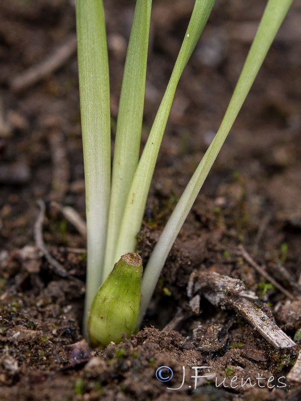 Sternbergia colchiciflora.17