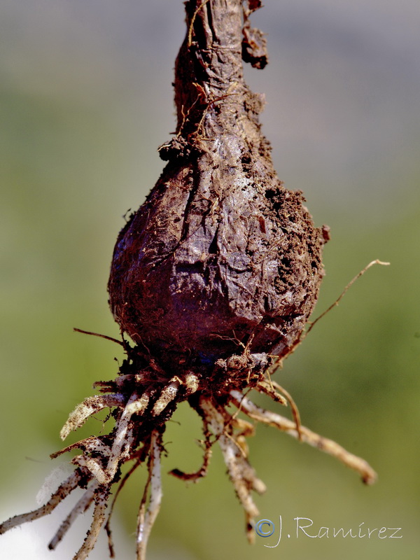 Sternbergia colchiciflora.25