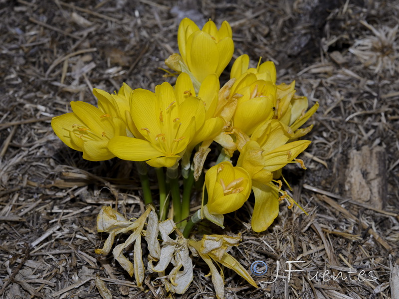 Sternbergia lutea.01