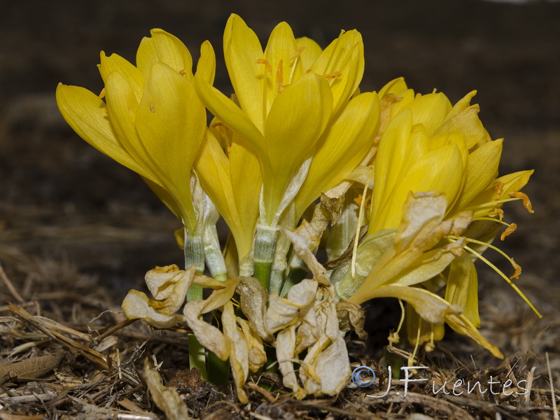 Sternbergia lutea.02