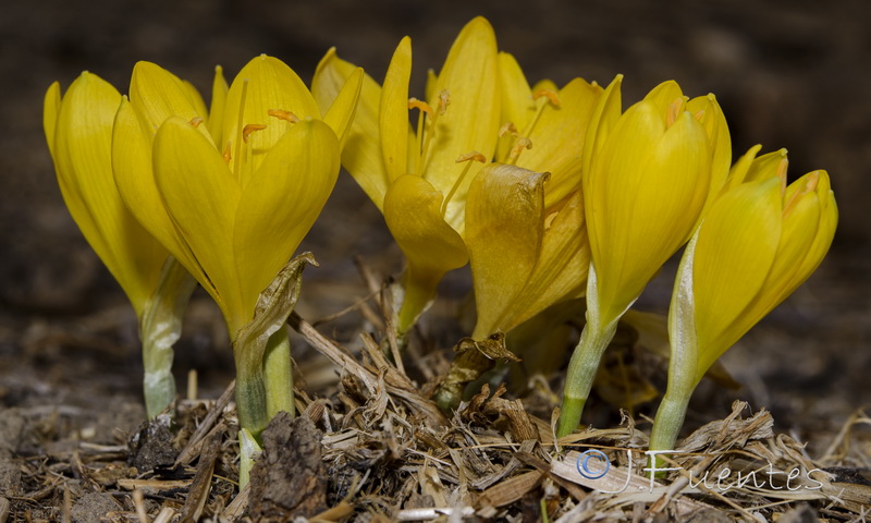 Sternbergia lutea.03