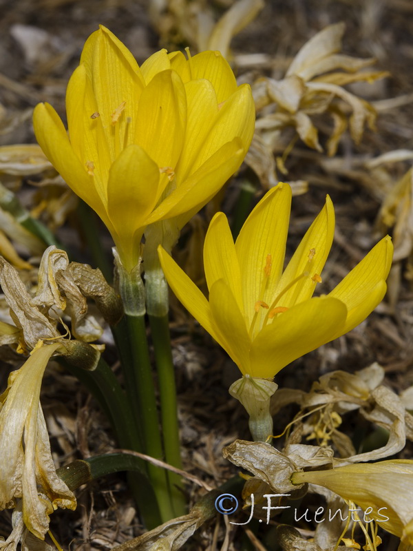 Sternbergia lutea.05