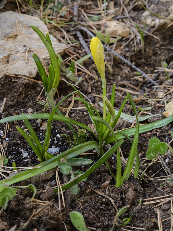 Sternbergia lutea.06