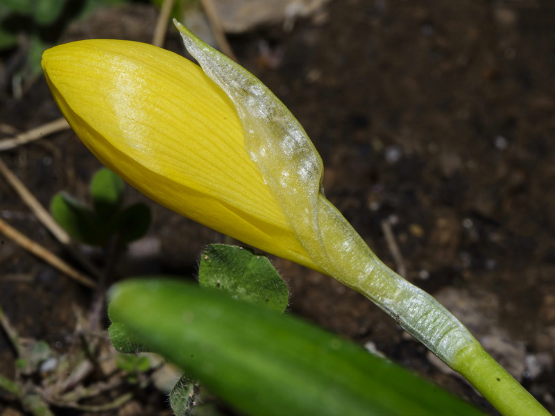 Sternbergia lutea.07