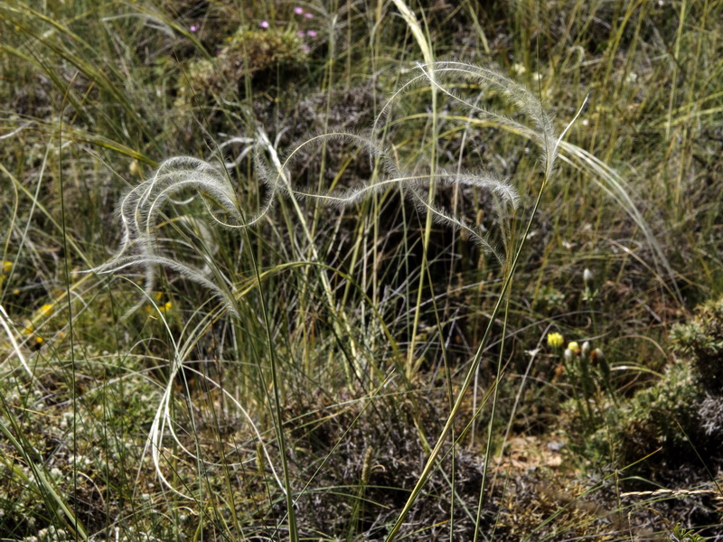Stipa apertifolia.01