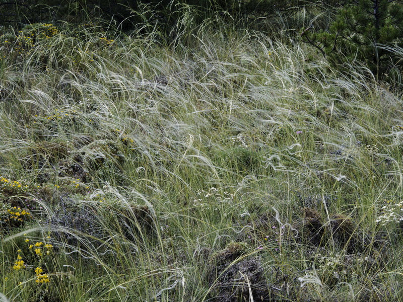 Stipa apertifolia.02