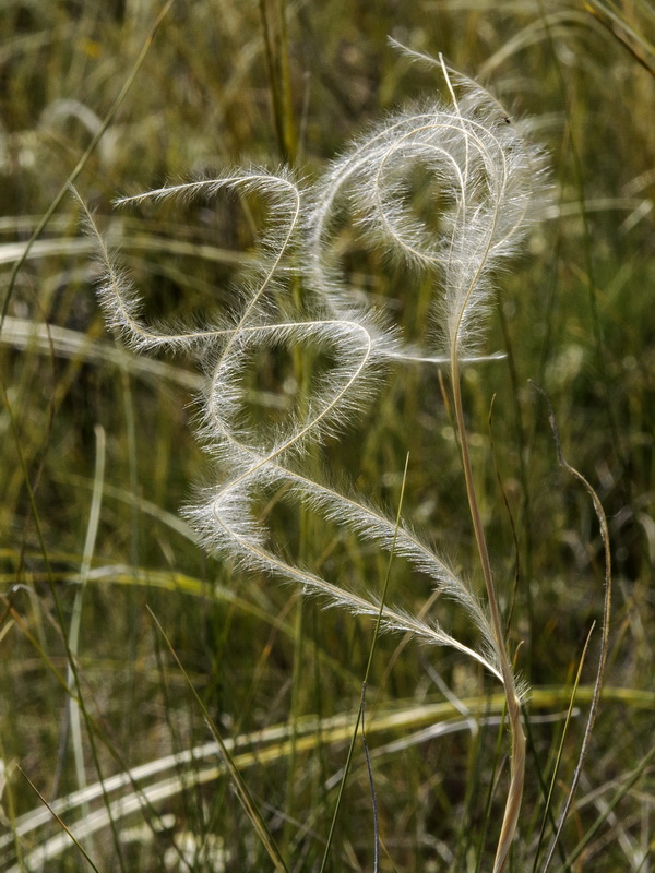 Stipa apertifolia.03