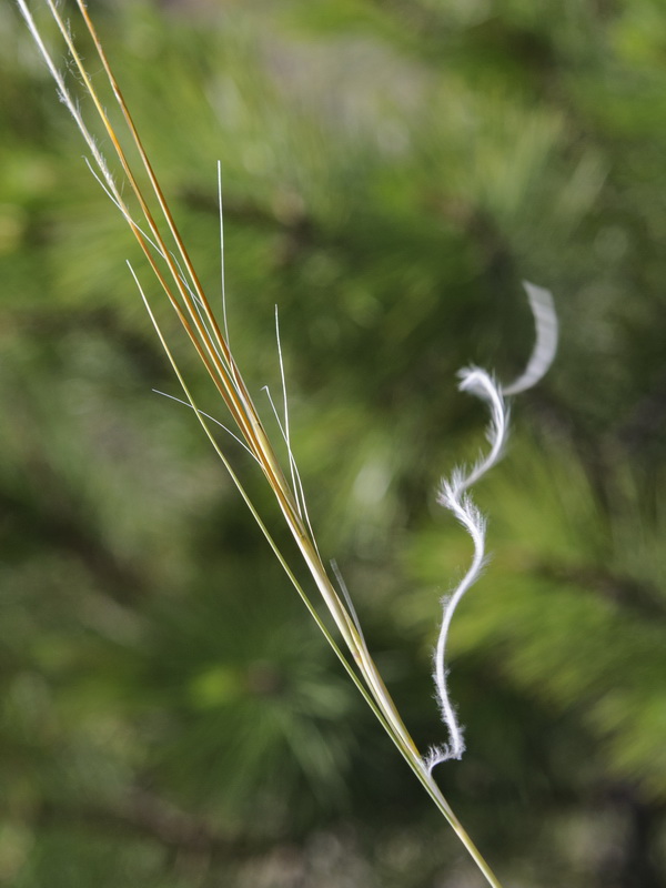 Stipa apertifolia.04
