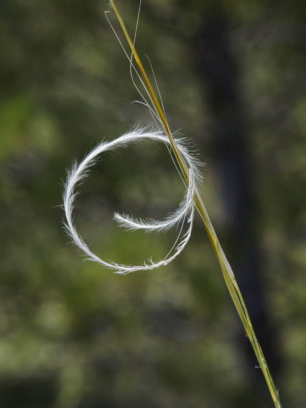 Stipa apertifolia.05