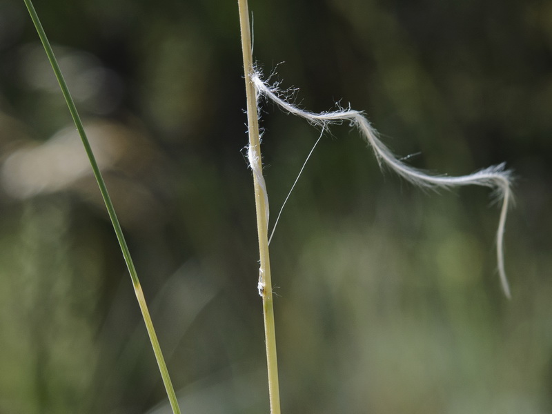 Stipa apertifolia.06