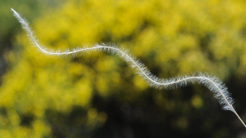 Stipa apertifolia.07