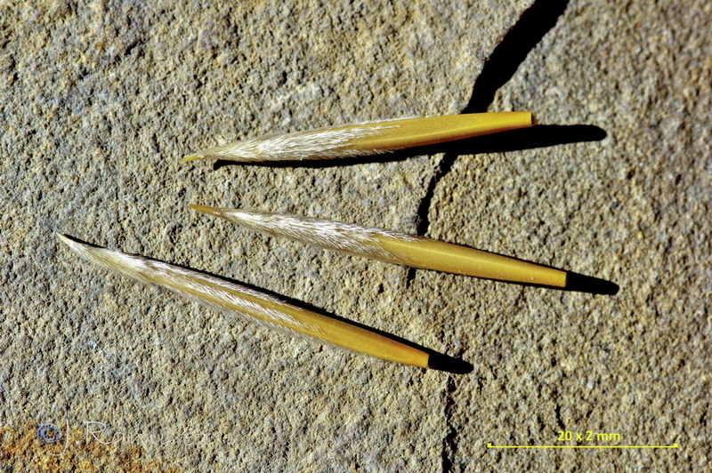 Stipa apertifolia.09
