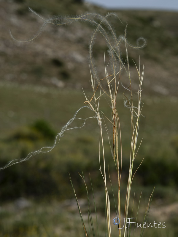Stipa apertifolia.03