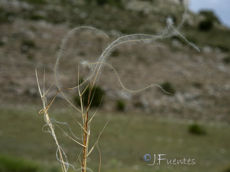 Stipa apertifolia.11