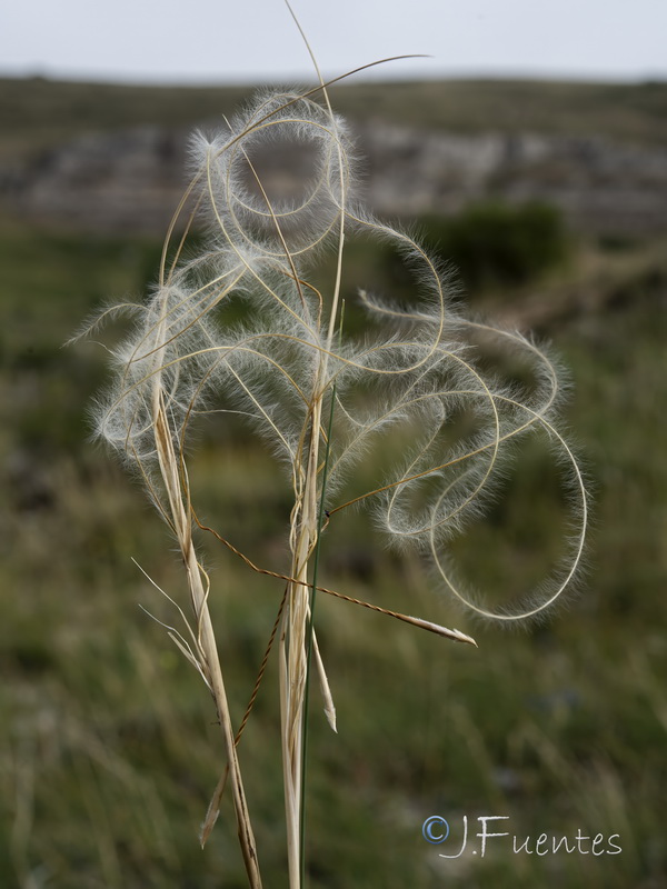 Stipa apertifolia.12