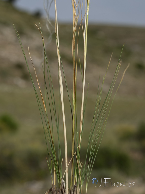Stipa apertifolia.04