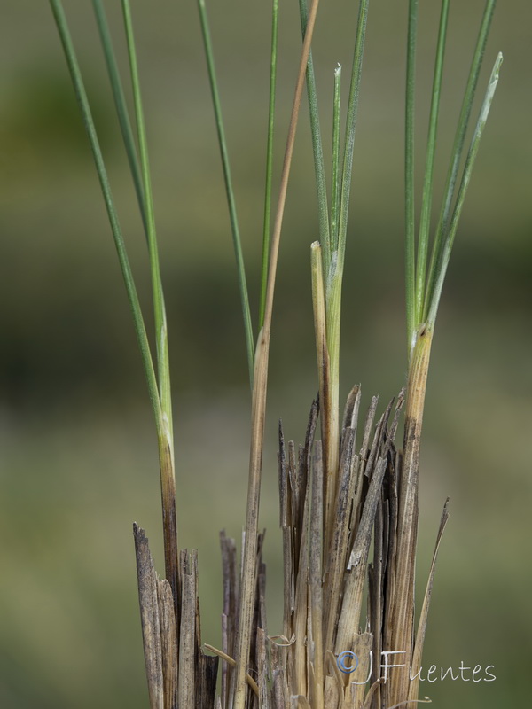 Stipa apertifolia.15