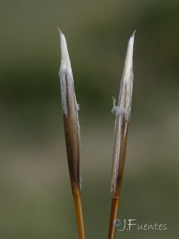 Stipa apertifolia.09