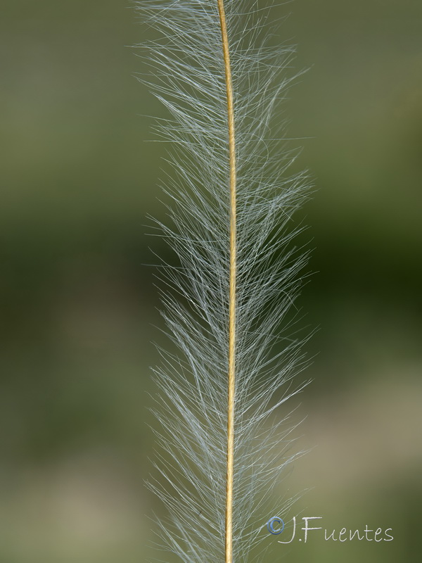 Stipa apertifolia.18