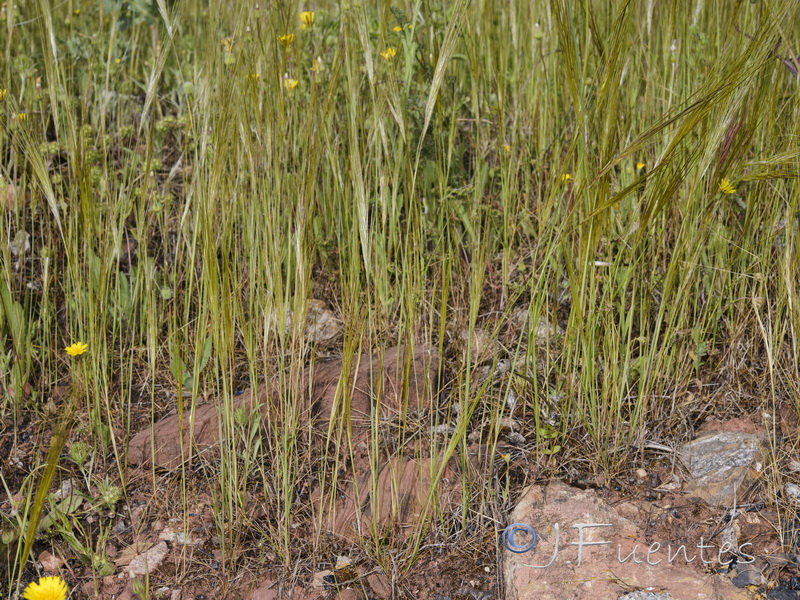 Stipa capensis.01