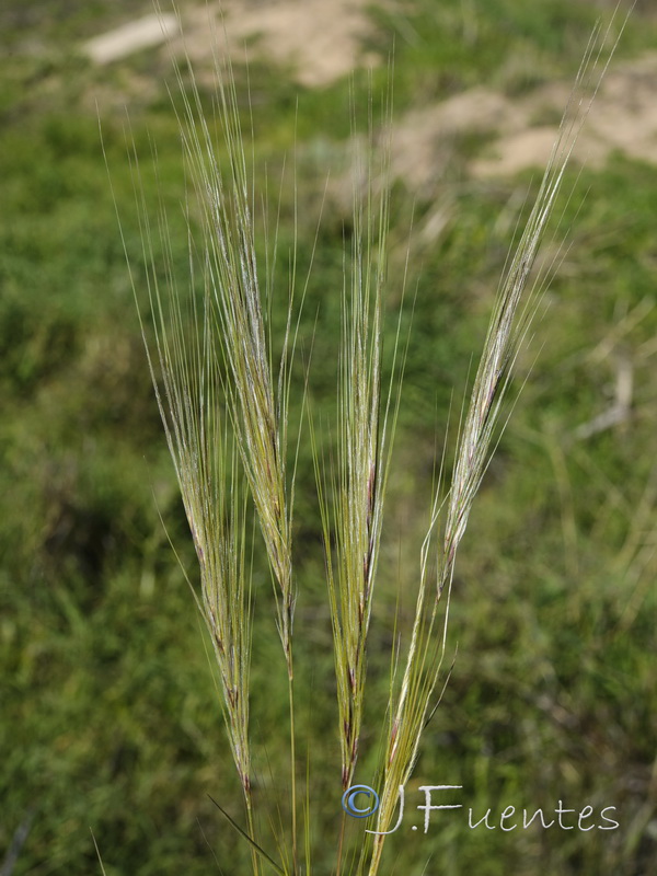 Stipa capensis.03