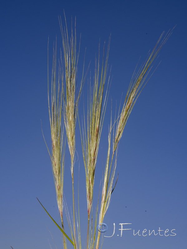 Stipa capensis.05