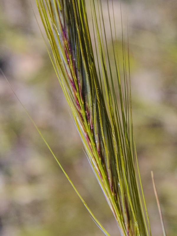 Stipa capensis.11