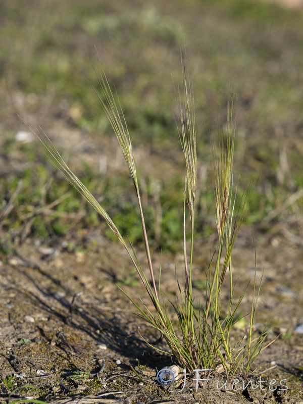 Stipa capensis.09