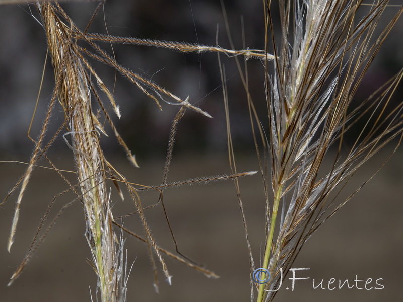 Stipa capensis.08