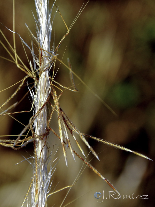 Stipa capensis.22