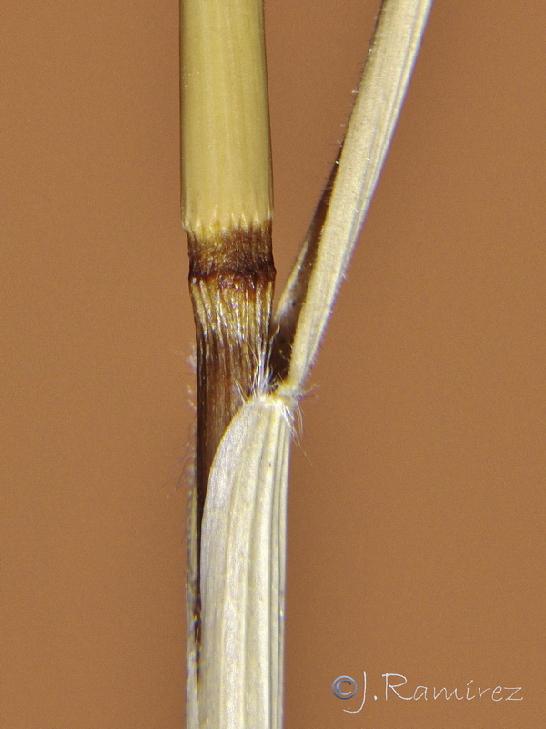 Stipa capensis.24