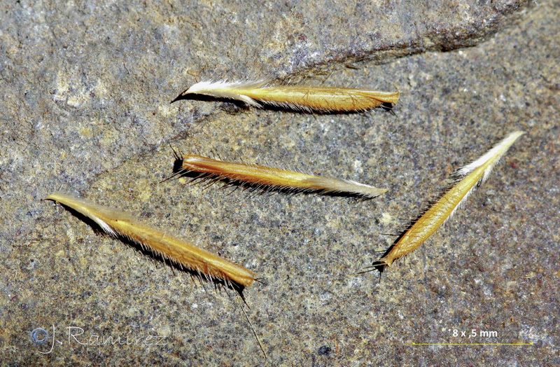 Stipa capensis.25