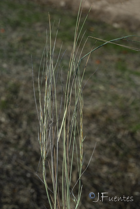 Stipa offneri.01