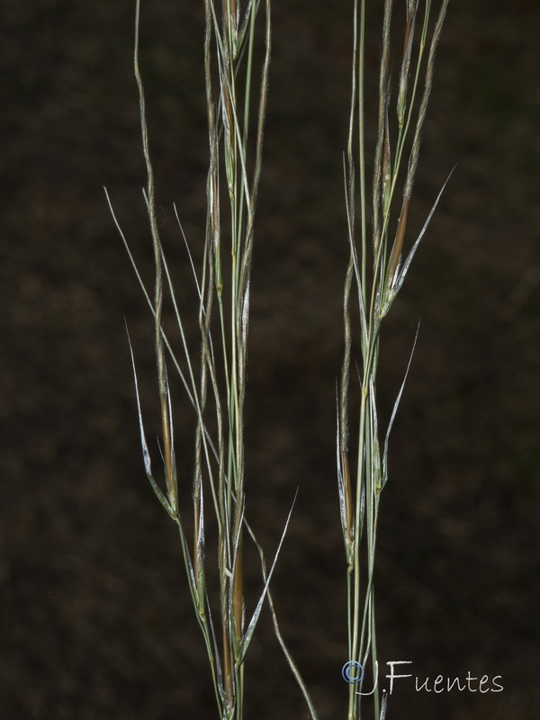 Stipa offneri.03