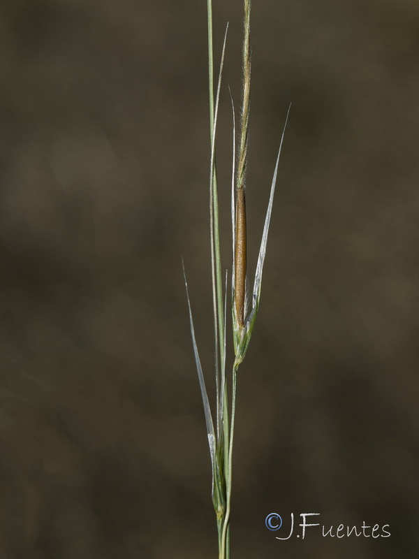 Stipa offneri.04