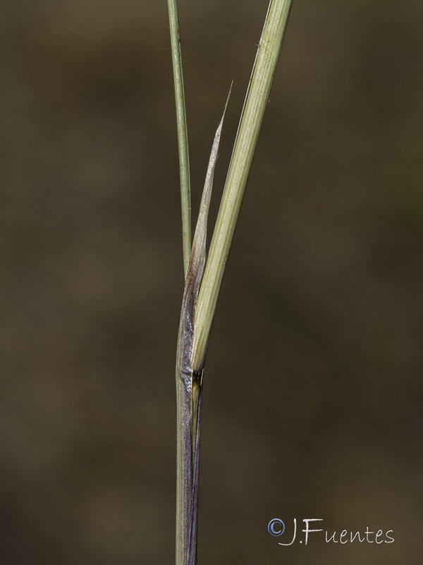 Stipa offneri.05