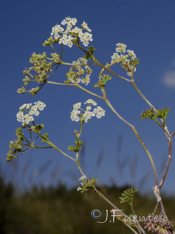 Stoibrax dichotomum.02