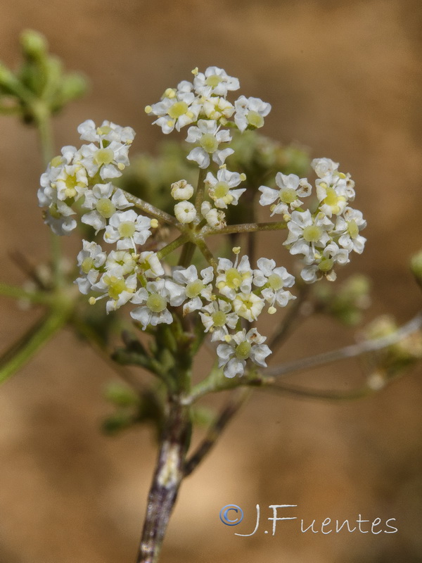 Stoibrax dichotomum.03